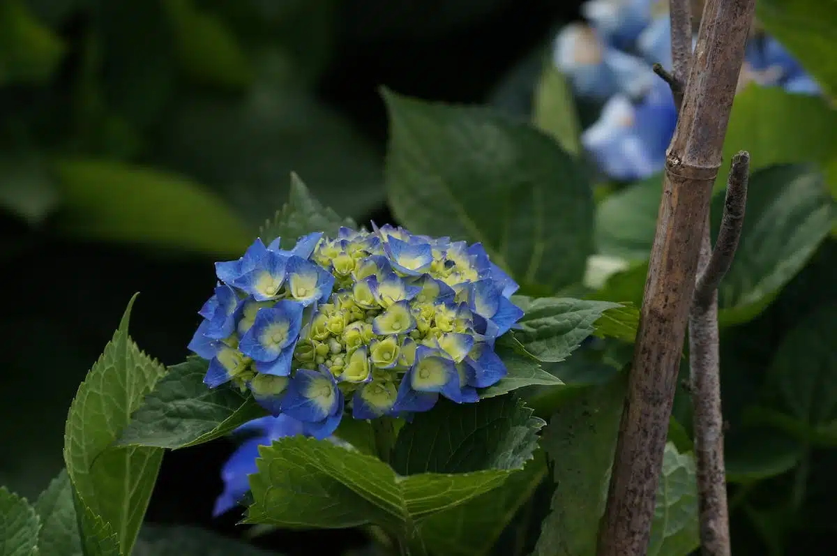 jardin français