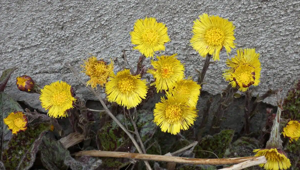 Exploration des prairies la beauté insoupçonnée de la fleur jaune sauvage