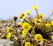 Exploration des prairies la beauté insoupçonnée de la fleur jaune sauvage