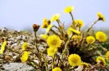 Exploration des prairies la beauté insoupçonnée de la fleur jaune sauvage