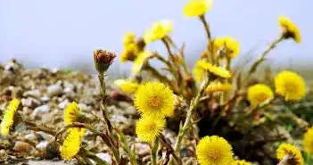 Exploration des prairies la beauté insoupçonnée de la fleur jaune sauvage