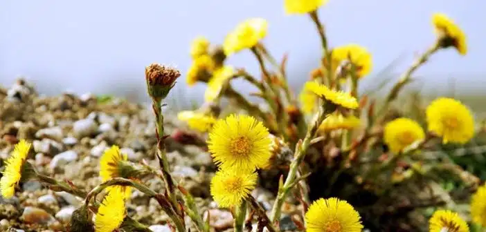 Exploration des prairies la beauté insoupçonnée de la fleur jaune sauvage