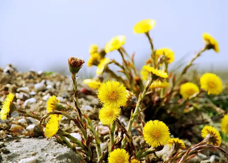 Exploration des prairies la beauté insoupçonnée de la fleur jaune sauvage