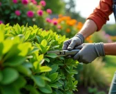 Comment modeler la taille du laurier pour un jardin luxuriant